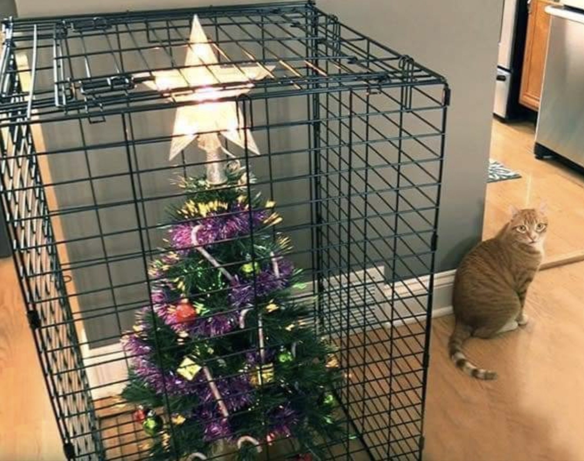 cats and christmas trees funny